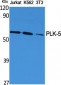 PLK-5 Polyclonal Antibody