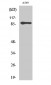 PML Polyclonal Antibody