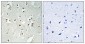 PMS1 Polyclonal Antibody