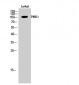 PMS1 Polyclonal Antibody