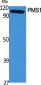 PMS1 Polyclonal Antibody