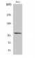 PMS2 Polyclonal Antibody