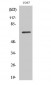 POT1 Polyclonal Antibody