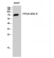 PP2A-B56-δ Polyclonal Antibody