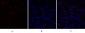 PPAR-α Polyclonal Antibody