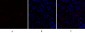PPAR-α Polyclonal Antibody