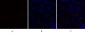 PPAR-α Polyclonal Antibody