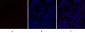 PPAR-α Polyclonal Antibody