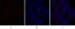 PPAR-α Polyclonal Antibody