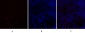 PPAR-α Polyclonal Antibody