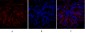 PPAR-γ Polyclonal Antibody