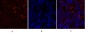 PPAR-γ Polyclonal Antibody