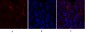 PPAR-γ Polyclonal Antibody