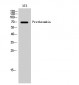 Prothrombin Polyclonal Antibody