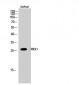 PRX1 Polyclonal Antibody