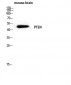 PTEN Polyclonal Antibody