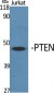PTEN Polyclonal Antibody