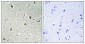 PU.1 Polyclonal Antibody