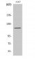 PYK2 Polyclonal Antibody