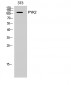 PYK2 Polyclonal Antibody