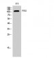 PYK2 Polyclonal Antibody