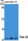 Rab 20 Polyclonal Antibody