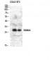 Rab 6A Polyclonal Antibody