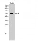 Rad18 Polyclonal Antibody