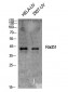 Rad51 Polyclonal Antibody
