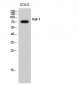 Raf-1 Polyclonal Antibody