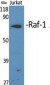 Raf-1 Polyclonal Antibody