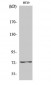 Raf-1 Polyclonal Antibody