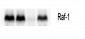 Raf-1 Polyclonal Antibody