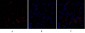 Raf-1 Polyclonal Antibody