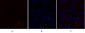 Raf-1 Polyclonal Antibody