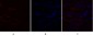 Raf-1 Polyclonal Antibody