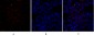 Raf-1 Polyclonal Antibody