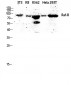 Raf-B Polyclonal Antibody