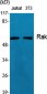 Rak Polyclonal Antibody