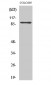 Rap1GAP Polyclonal Antibody