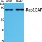 Rap1GAP Polyclonal Antibody