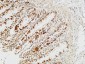 Rb Polyclonal Antibody