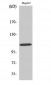 Rb Polyclonal Antibody