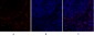 Rb Polyclonal Antibody