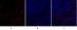 Rb Polyclonal Antibody