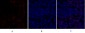 Rb Polyclonal Antibody