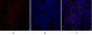 Rb Polyclonal Antibody