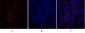 Rb Polyclonal Antibody