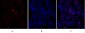 Rb Polyclonal Antibody