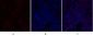 Rb Polyclonal Antibody
